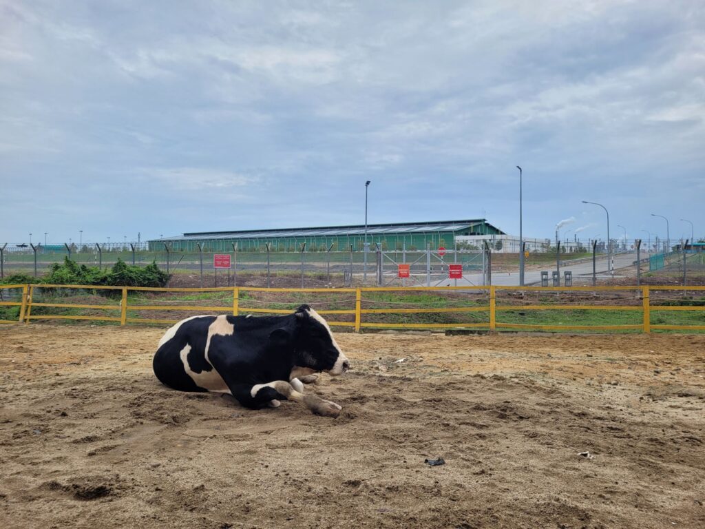 cow resting