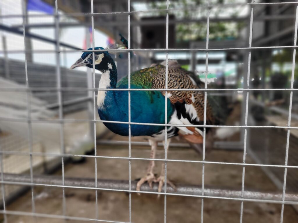 bird resting