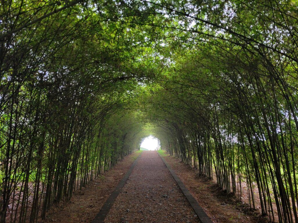 bamboo walk
